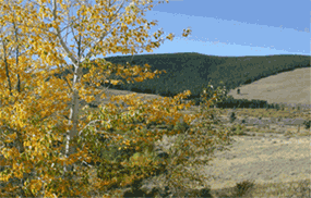 Fall Colors at Big Hole National Battlefield