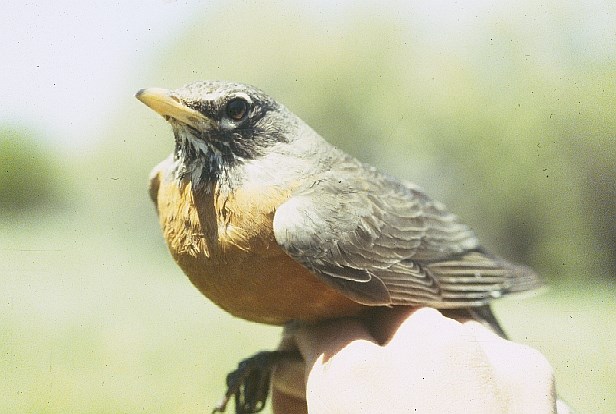 An American Robin resting on a person's hand.