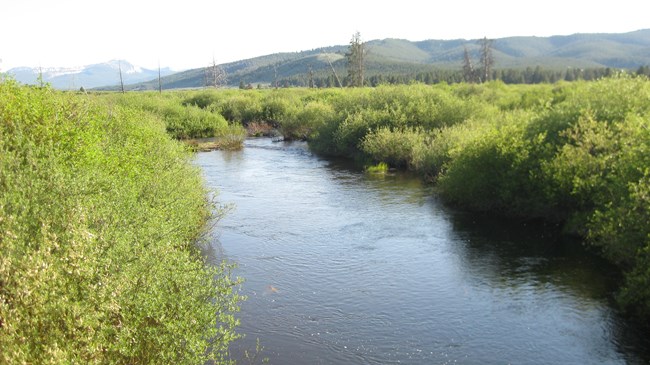 A river surrounded by willows on both sides.