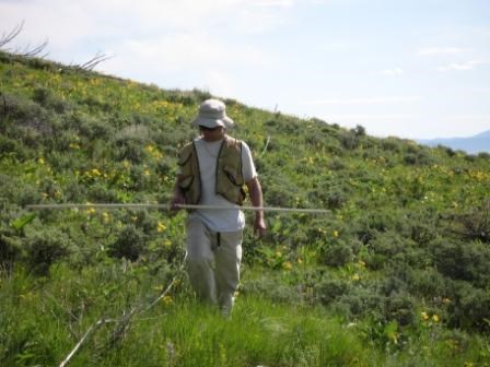 A biologist monitoring rare plant species on a grassy hillside.