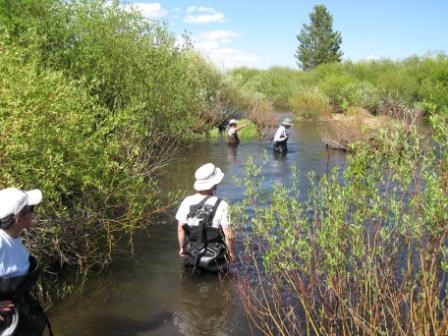 A team of four scientists in a river surrounded by willows.