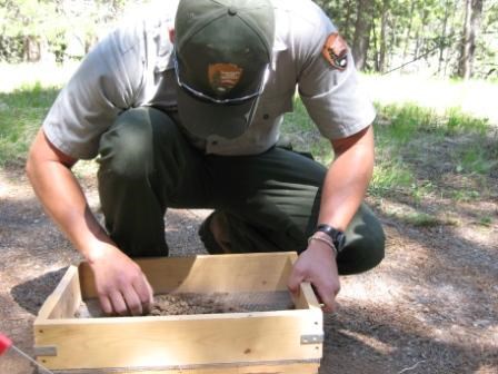 A male park ranger sifting through soil in a wooden container.
