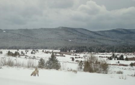 A fox in a snowy landscape with the mountains in the background.