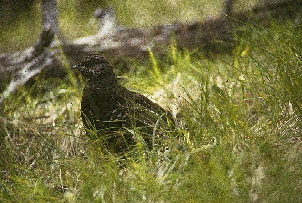 A Spruce Grouse sitting in tall grasses with a fallen tree branch in the background.