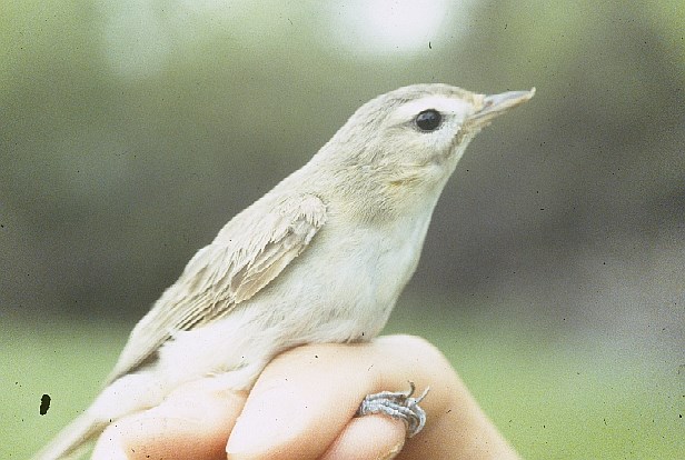 A Warbling Vireo resting on a person's hand.
