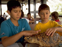 Boys with turtle.