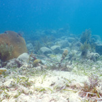 A pile of ballast stones surrounded by reef, sand and seagrass.