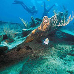 Arratoon-Apcar-underwater
