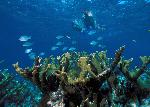 Snorkelers on Elkhorn Coral
