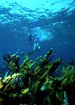 Snorkeler dives down on Elkhorn Reef