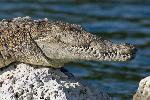 American Crocodile