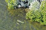 Manatee
