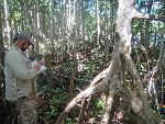 Red Mangrove