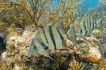 Spadefish