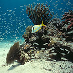 Porkfish on coral reef