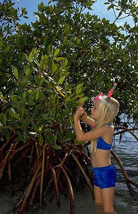 A girl explores the red mangroves in Biscayne National Park.