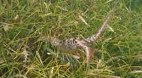 Lobster in seagrass meadow.