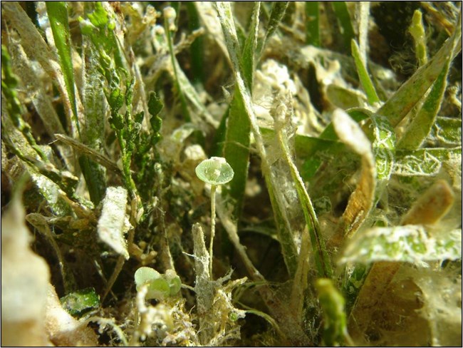 Seagrass epiphytes