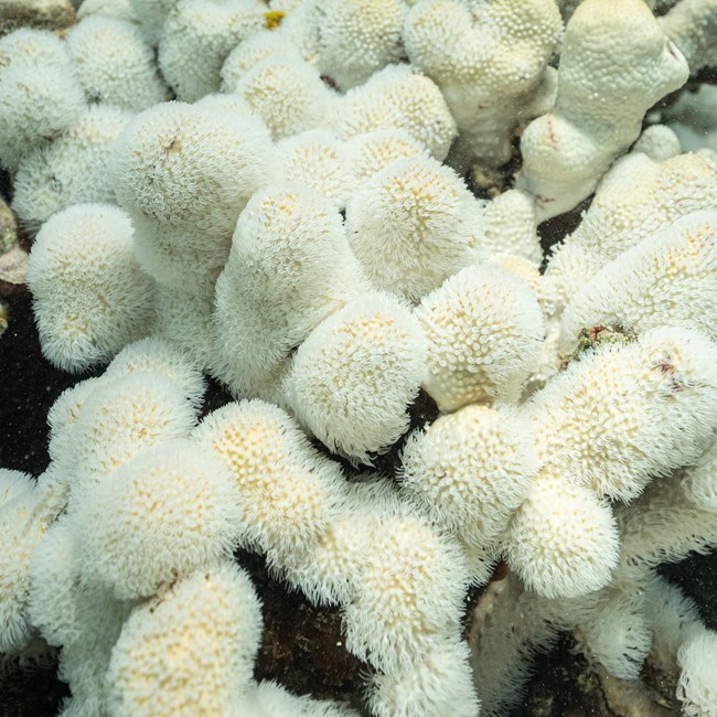 Image shows a cluster of white, knobby corals that are bleached nearly white
