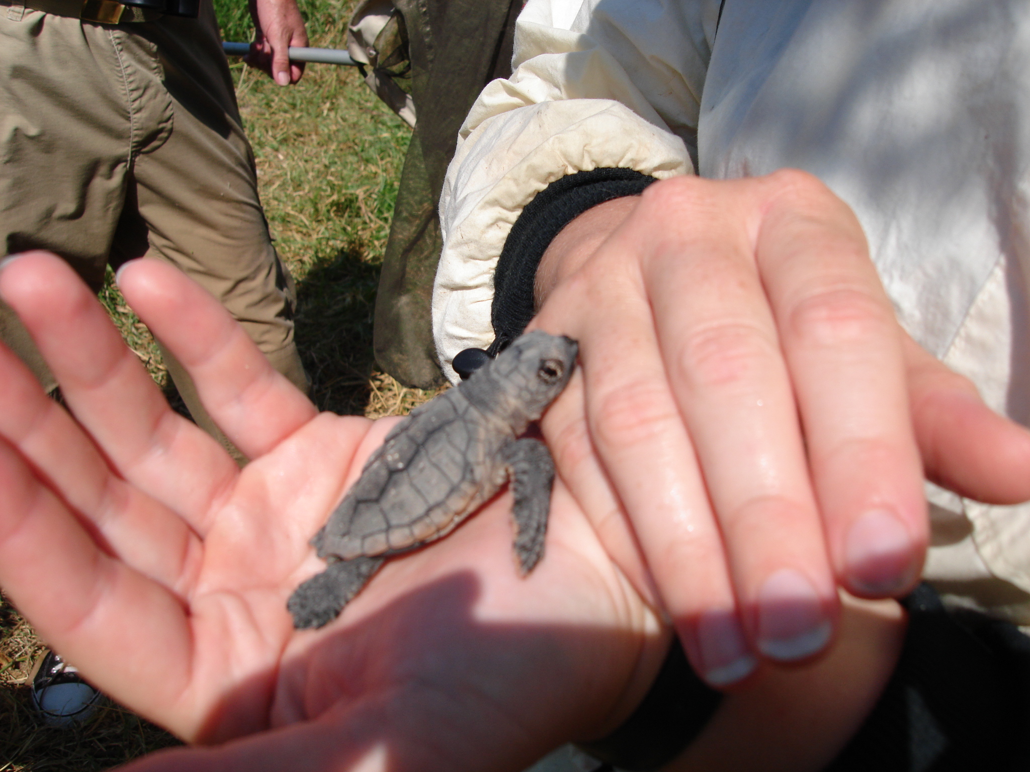 How You Can Help Protect Sea Turtles Biscayne National Park U S