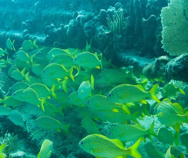 A large school of fish with yellow stripes, fins and tails swimming past corals.
