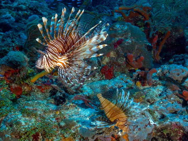 Two lionfish with vibrant orange stripes and long spines swim on a coral reef.