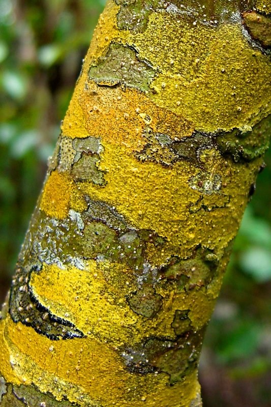 Pyrenula, a lichenized fungus
