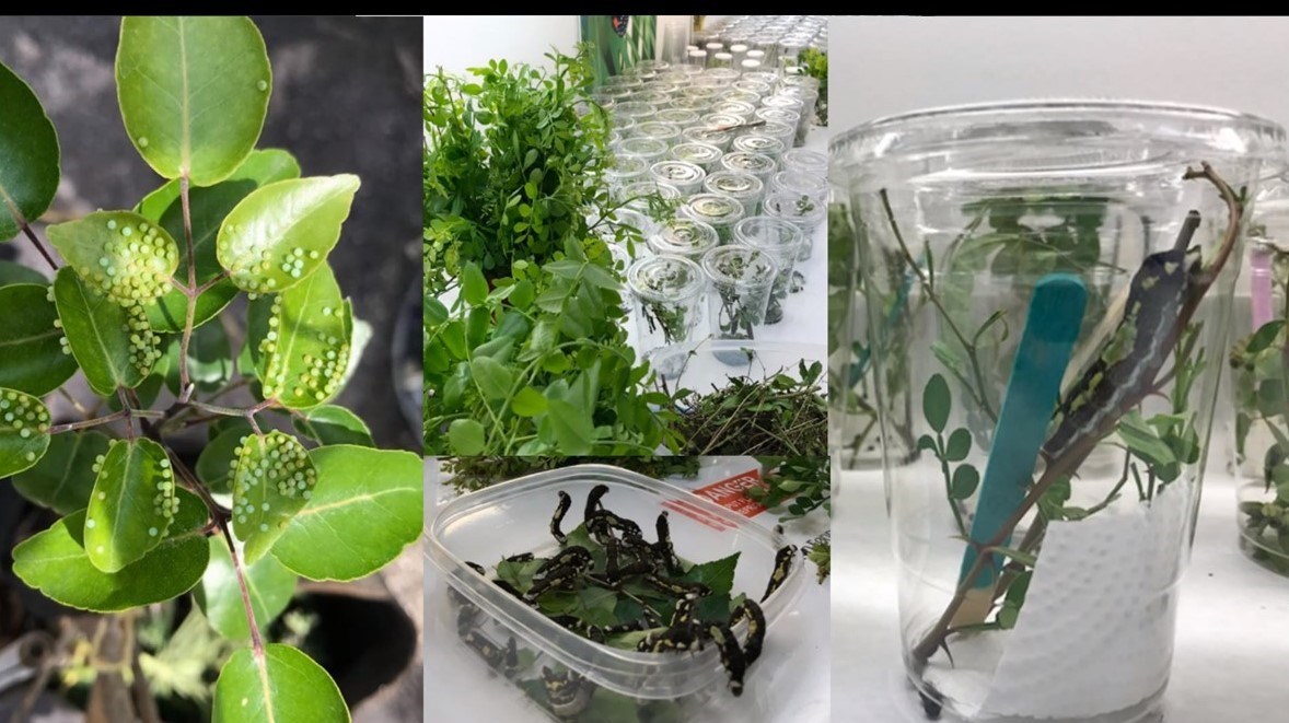 Images showing butterfly eggs on leaves and caterpillars raised in captivity