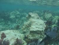 Broken coral at vessel grounding site