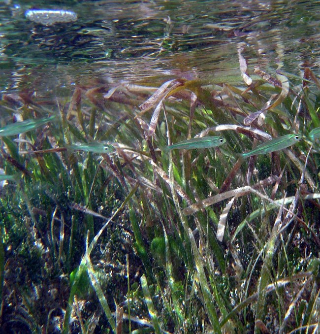 seagrass ecosystem