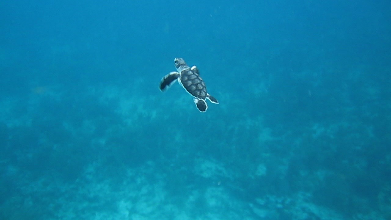 sea turtle adventure beginning