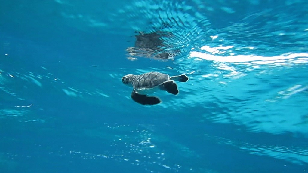 Sea turtle journey begins