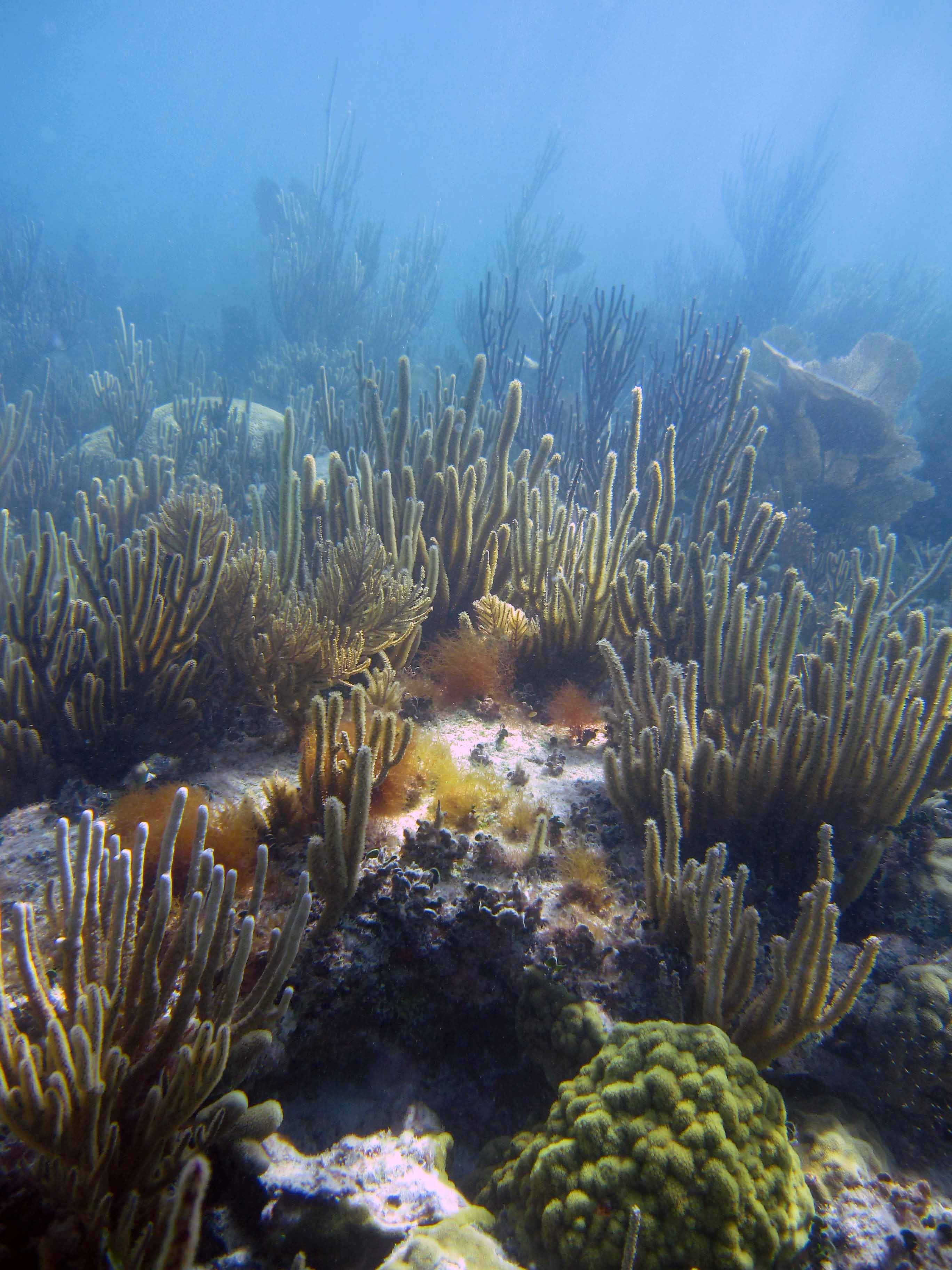 Coral Reefs Biscayne National Park (U.S. National Park Service)