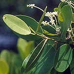 white mangrove leaves and flowers