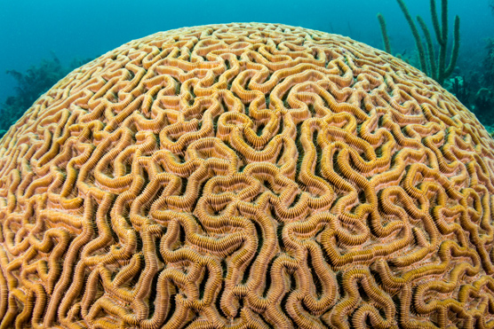 closeup of Golden brown brain coral's grooves by Susan Mears
