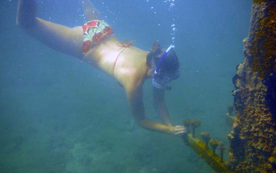 A volunteer dives down to replace a coral popsicle in Biscayne National Park's coral nursery.