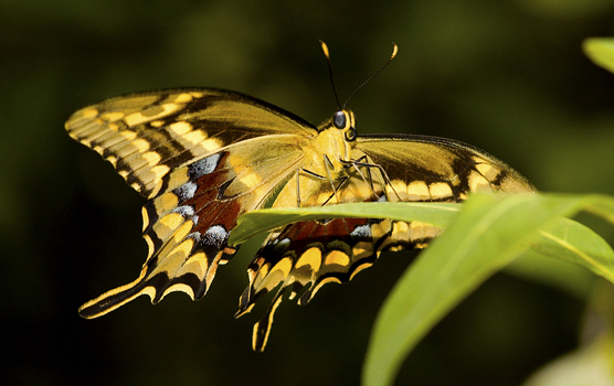 The underside of a Schaus swallowtail butterfly alighting on a leaf shows the mostly yellow undersides of the wings highlighted with brown, rust and blue.