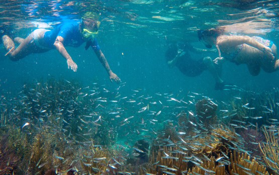 Snorkelers explore a shallow reef with lots of fish.