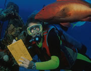 SCUBA diver counts fish.