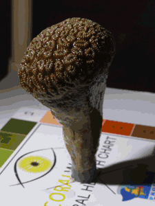 Coralsicle from Adam's Key Nursery