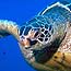 Green Sea Turtle