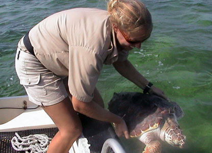 \\Inpbiscs03\DOC_DESKTOP$\GBremen\Desktop\Gary's Web images\415x300 Body Image\Babonis-releases-turtle
