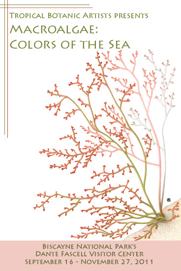 A species of Laurencia algae in shades of pink and green.