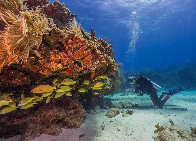 SCUBA diver kneeling on the sandy sea bottom next to a coral with yellow fish swimming by