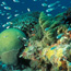 An underwater adventure through your computer!