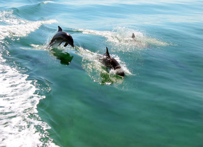 Dolphins frolic in the wake of the glass bottom boat.