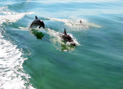 Dolphins frolic in the wake of the glass bottom boat. Dolphins frolic in the wake of the glass bottom boat.
