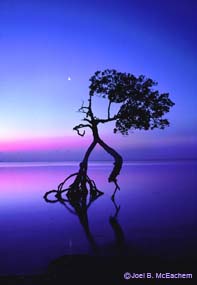 Lone mangrove tree with still water and pink and purple sky.
