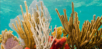 Red sponges and soft corals