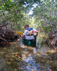 A canoer paddles through a mangrove channel in Jones Lagoon.